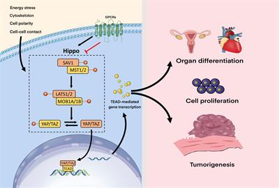 Frontiers The Hippo Pathway In Endometrial Cancer A Potential